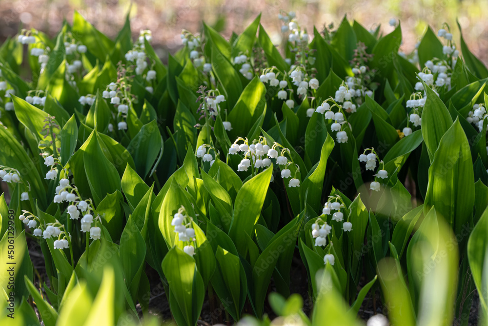 Fototapeta premium Lily of the valley flower (Convallaria majalis)