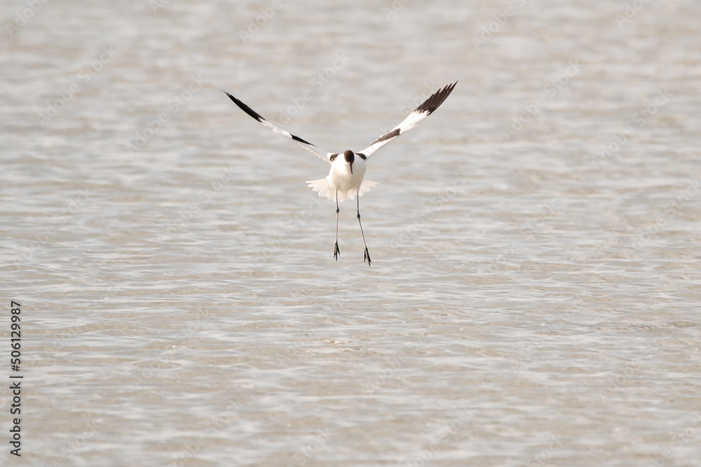 bird, wasser, möve, meer, natur, gull, tier, wild lebende tiere bird, wasser, möve, meer, natur, gull, tier, wild lebende tiere