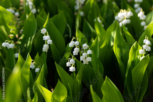 Lily of the valley flower (Convallaria majalis)