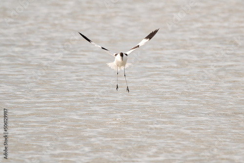 bird, wasser, möve, meer, natur, gull, tier, wild lebende tiere