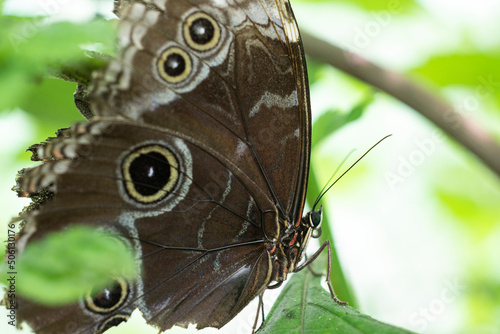 butterfly on leaf photo