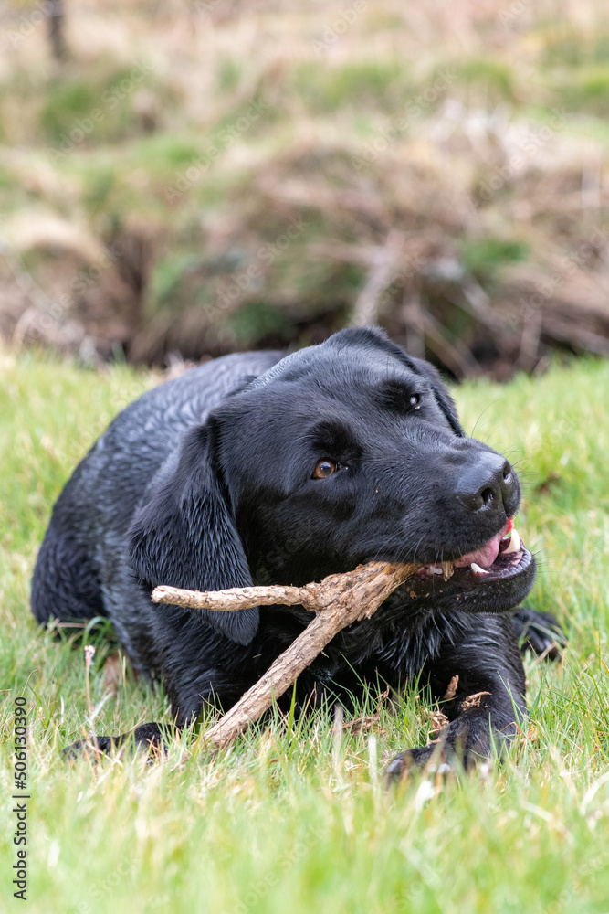 Portrait of a young black Labrador chewing a stick