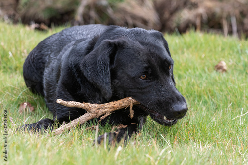 Portrait of a young black Labrador chewing a stick