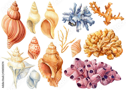 Photo Bright set of sea shells and coral. Watercolor illustration.