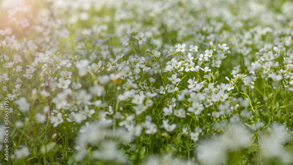 Łąka białych kwiatków w słoneczny dzień. - obrazy, fototapety, plakaty 