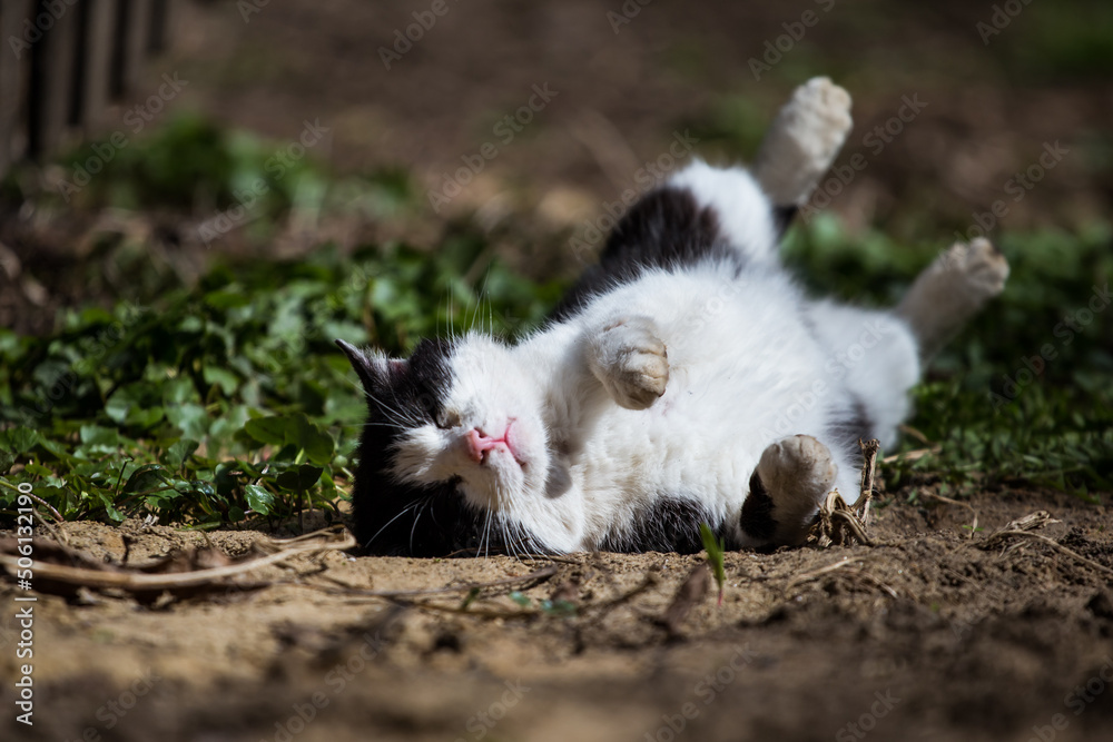 Fototapeta premium a stray cat is trying to find food