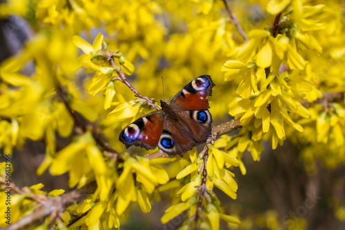 nature wakes up and butterflies wake up after winter © katee87