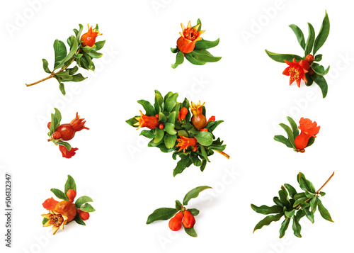 Set of pomegranate branches with flowers, unripe growing fruits and leaves isolated on white background.