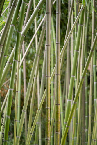 Closeup of green thick bamboo stem in tropical park. Bamboo plants. Rainforest. 