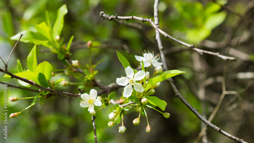 Prunus cerasus, of the family Rosaceae. Central Russia. Prunus cerasus, of the family Rosaceae. Central Russia.