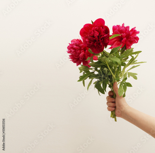 Human hand holding зurple pion flower bouquet gray beige interior wall. Minimalist still life. Light and shadow nature copy space background. © Liliia