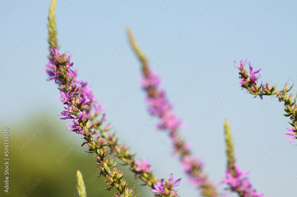 Closeup of purple loosestrife in bloom with blurred background and blue sky Closeup of purple loosestrife in bloom with blurred background and blue sky