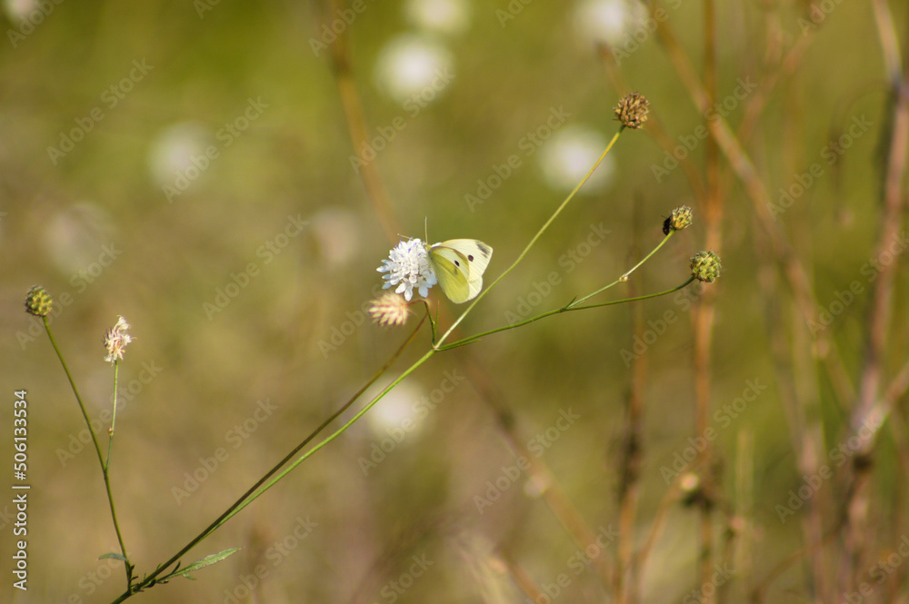 Closeup of cabbage butterfly on small scabious flower with selective focus on foreground Closeup of cabbage butterfly on small scabious flower with selective focus on foreground