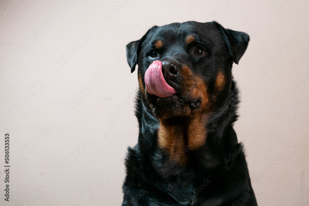 A beautiful portrait of a black rottweiler pet taken in a studio with a stunning shiny coat looking for treats and being inquisitive with his tongue sticking out. Showing the pet love and family bond A beautiful portrait of a black rottweiler pet taken in a studio with a stunning shiny coat looking for treats and being inquisitive with his tongue sticking out. Showing the pet love and family bond
