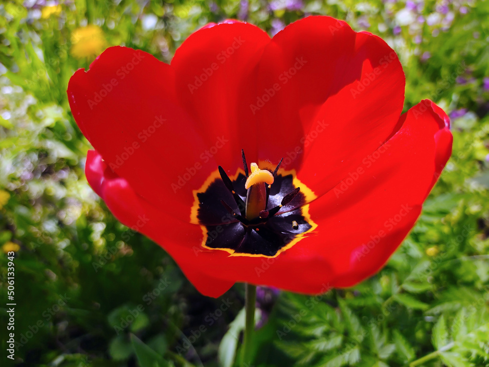 Bright scarlet tulip flower bud close-up. The background is blurry Bright scarlet tulip flower bud close-up. The background is blurry