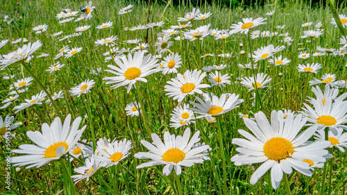 Panoramic view of white and yellow blossoming daisies, marguerite chamomile flowers in meadow fields at Spring closeup, details.