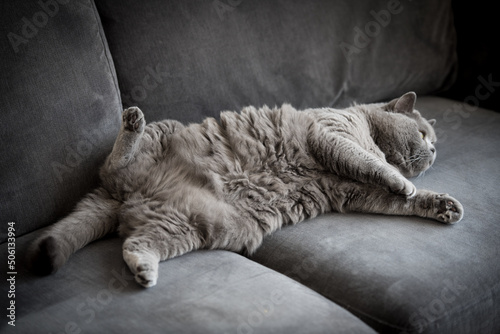 Fototapeta Naklejka Na Ścianę i Meble -  Cute British short hair cat lying on a grey couch with her eyes closed, a back leg up in the air and her front paws together as she looks away in a house in Edinburgh, Scotland, UK