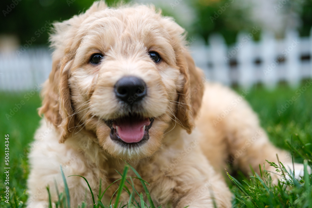 Golden Doodle Puppy, Golden Retriever Puppy Enjoying the Summer