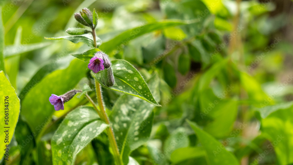 Close up of a wild plant with mottled leaves and pink flowers, called, 'lungwort' Close up of a wild plant with mottled leaves and pink flowers, called, 'lungwort'