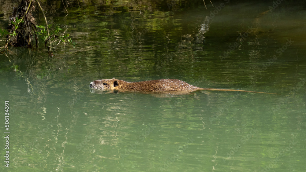 Nutria swimming in a short of water, on a beautiful spring day Nutria swimming in a short of water, on a beautiful spring day