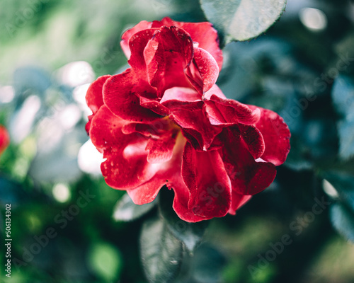 rose