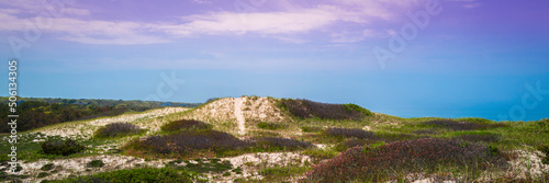 Panoramic green sand dunes, purple and blue sky. Tranquil and beautiful wilderness landscape at Sandy Neck Beach Park on Cape Cod in Massachusetts.