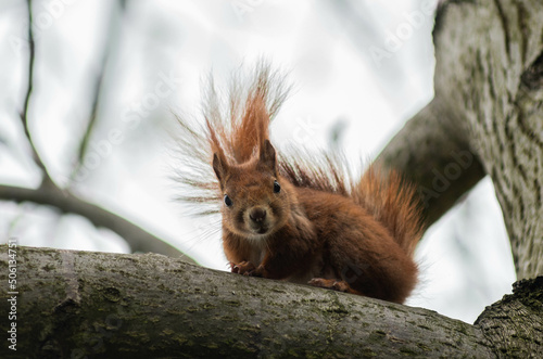 Squirrel on wallnut 