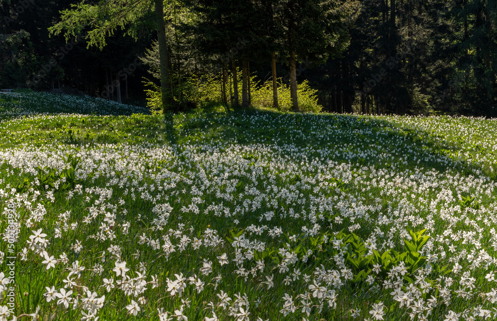 custom made wallpaper toronto digitalDaffodil flower in the evening sunlight