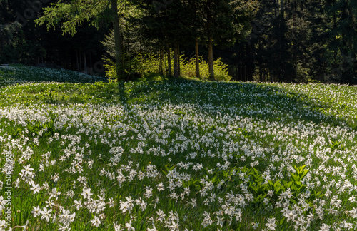 Wallpaper Mural Daffodil flower in the evening sunlight Torontodigital.ca