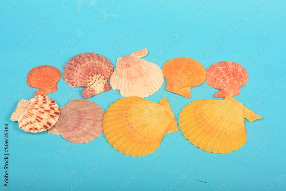 Fototapeta premium sea shells