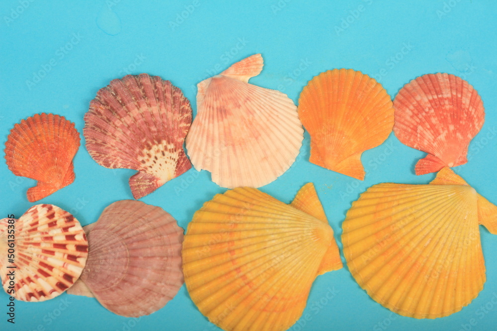 sea shells sea shells