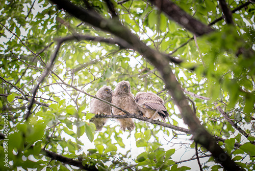 北海道の初夏、トラフズクの兄弟。
