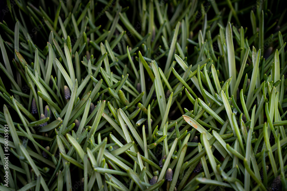 Green grass texture background Top view of bright grass garden Idea concept used for making green backdrop, lawn for training football pitch, Grass Golf Courses green lawn pattern textured background. Green grass texture background Top view of bright grass garden Idea concept used for making green backdrop, lawn for training football pitch, Grass Golf Courses green lawn pattern textured background.