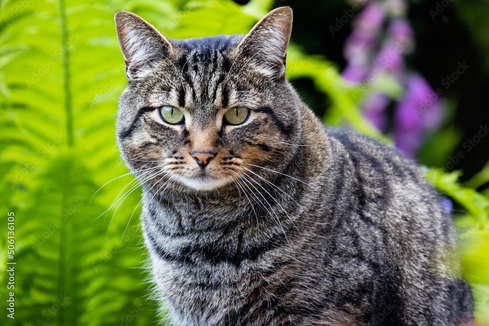 Cat - cat eyes - starring back at you