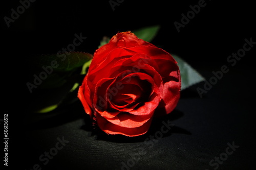 Fototapeta Naklejka Na Ścianę i Meble -  Rote Rose