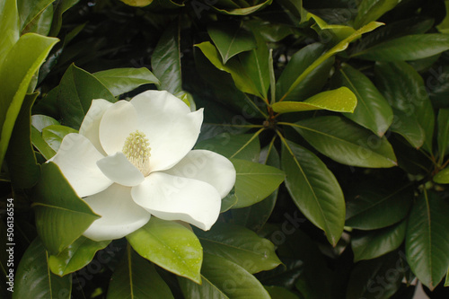Magnolia flower close-up. Snow-white petals surrounded by hard glossy green leaves. A beautiful southern flower. A huge white magnolia flower. photo