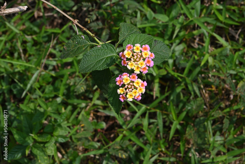 Pink and yellow colored common Lantana (Lantana Camara) flower clusters