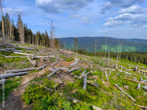 Logs lying on the ground after the windfall. The logs are already cut and prepared to be taken out of the forest. The road goes through the plate into the forest in the background.