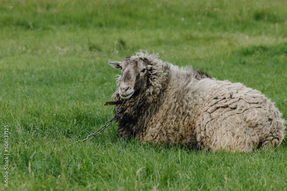  A sheep sits and looks at the camera on a green lawn.