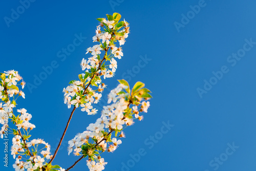the branch of flowering cherry tree against a blue sky. 