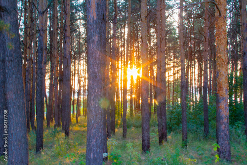 Fototapeta Naklejka Na Ścianę i Meble -  the sun sets between the trees, beautiful sunset, desktop background