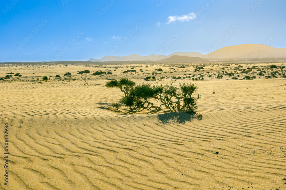 arena , playa , paisajes , dunas , naturaleza arena , playa , paisajes , dunas , naturaleza