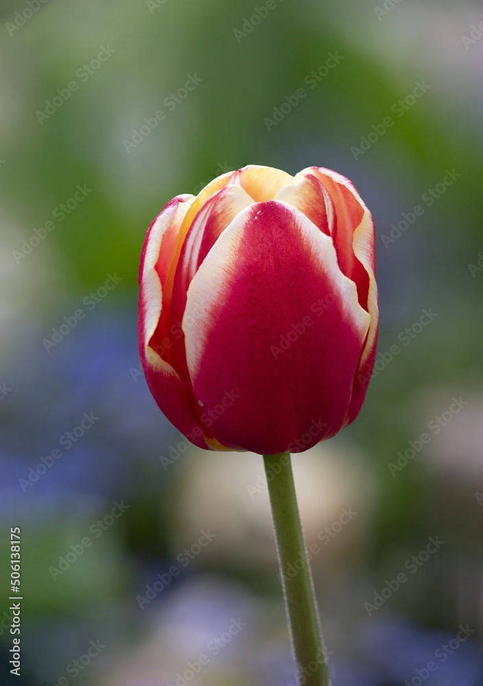 red tulip closeup