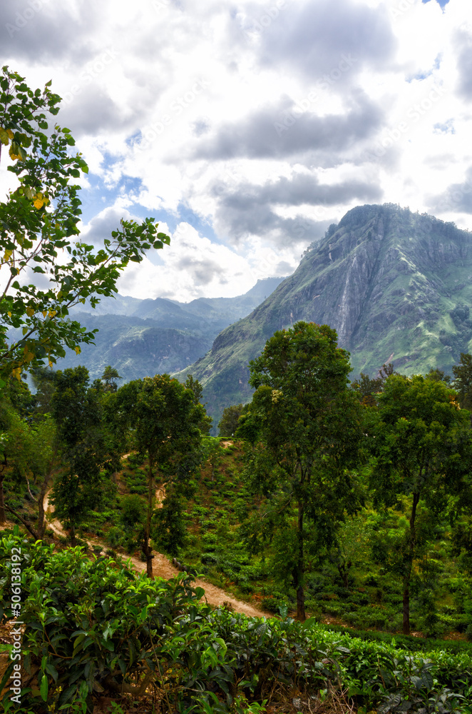 Beautiful landscape of tropical forest in Sri Lanka.