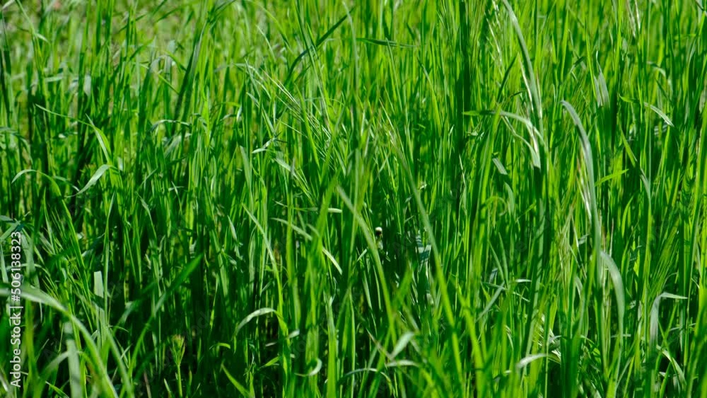 bright green grass in the garden. Slow camera movement, the movement of tall grass in the wind. bright green grass in the garden. Slow camera movement, the movement of tall grass in the wind.