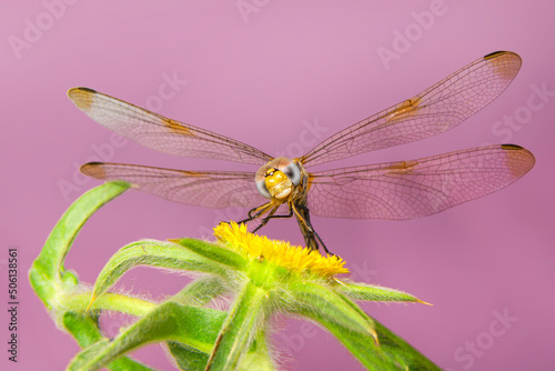 Macro shots, Beautiful nature scene dragonfly