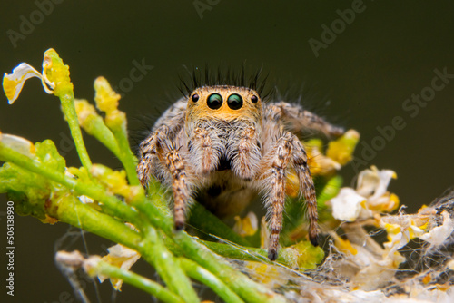 Close up  beautiful jumping spider   photo