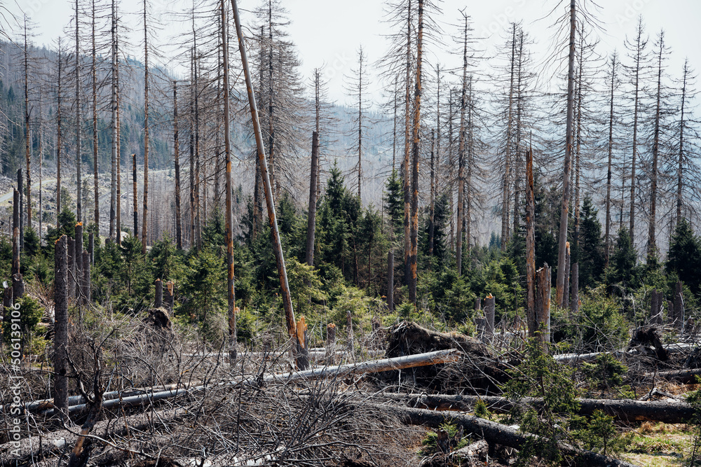 Junge Fichten wachsen zwischen dem Totholz im Harz