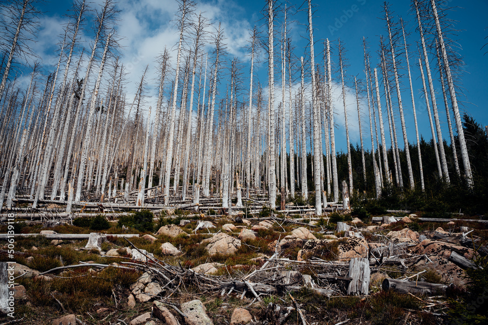 Blauer Himmel und tot Bäume zeichnen den Nationalpark Harz