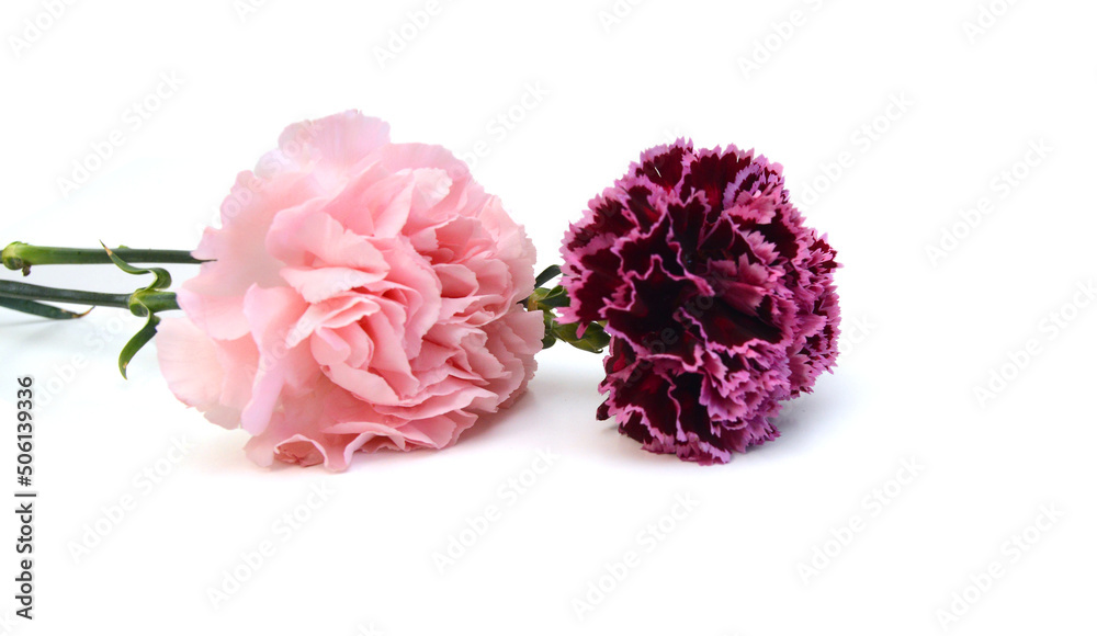 Stack Carnation flowers on white background Stack Carnation flowers on white background